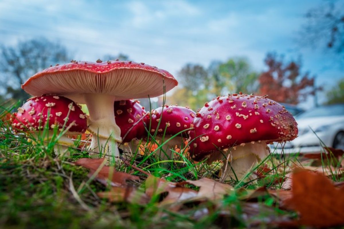 Top Four Medicinal Mushrooms